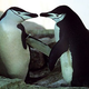 Illustration for article titled Gay Penguins Hatch And Raise A Penguin Baby